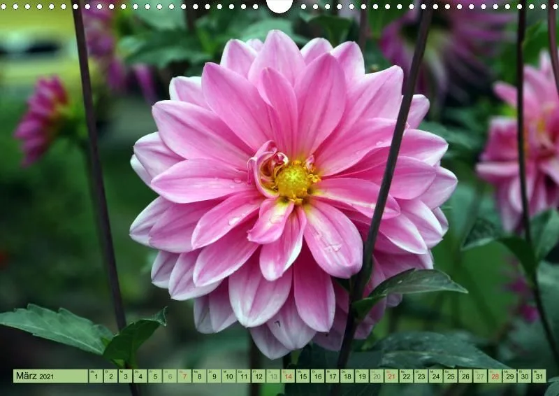 Dahlien 2021 (v5)