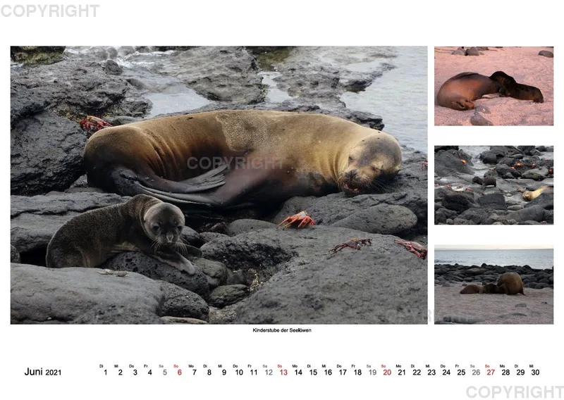 Galapagos 2021 (A2)