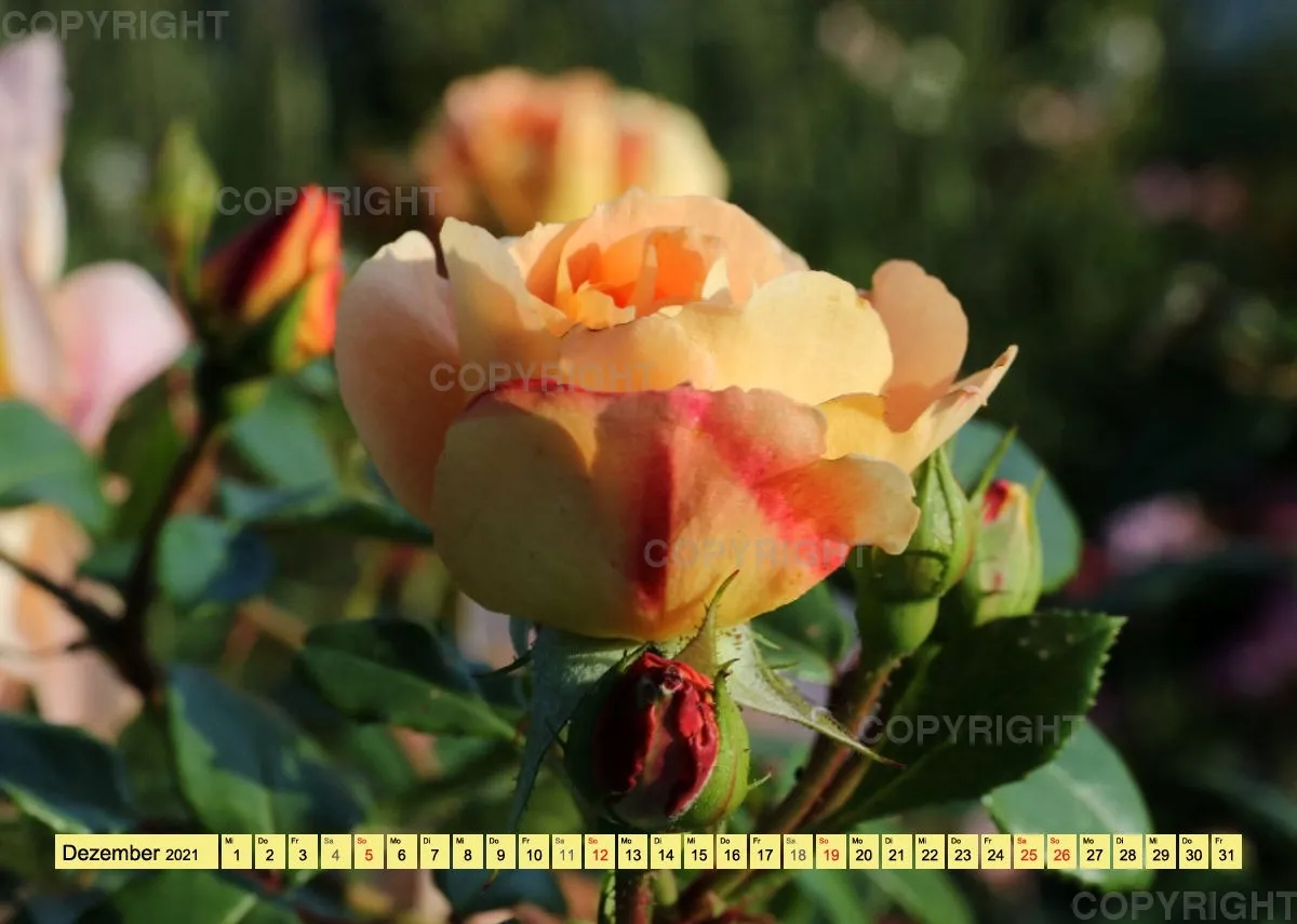 Rosen 2021 (v5 / A4)