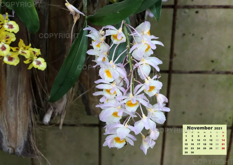 Orchideen 2021