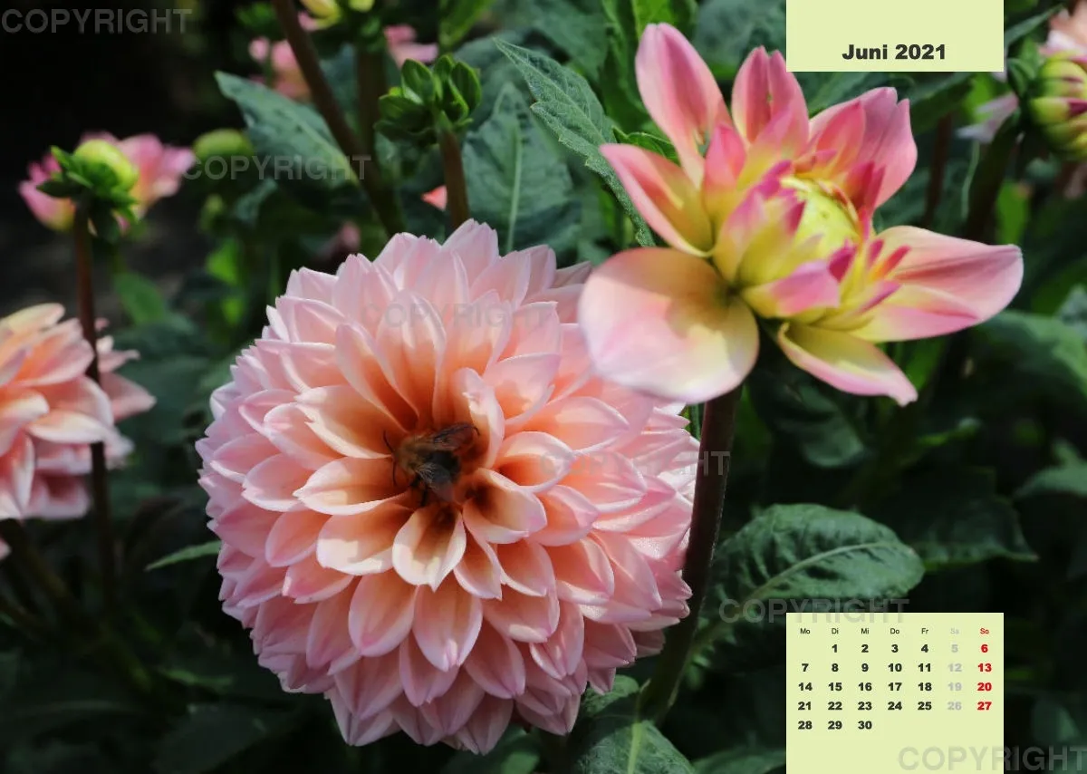 Dahlien 2021 (v4)