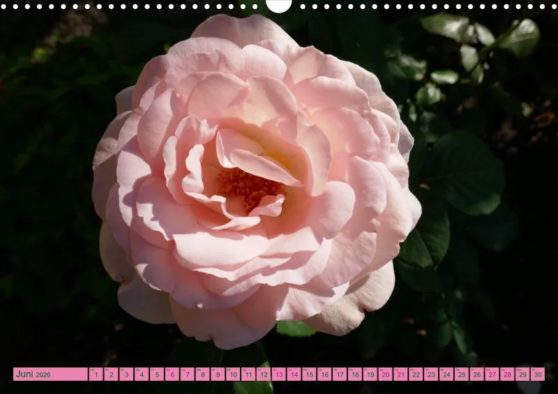 Blumen 2026