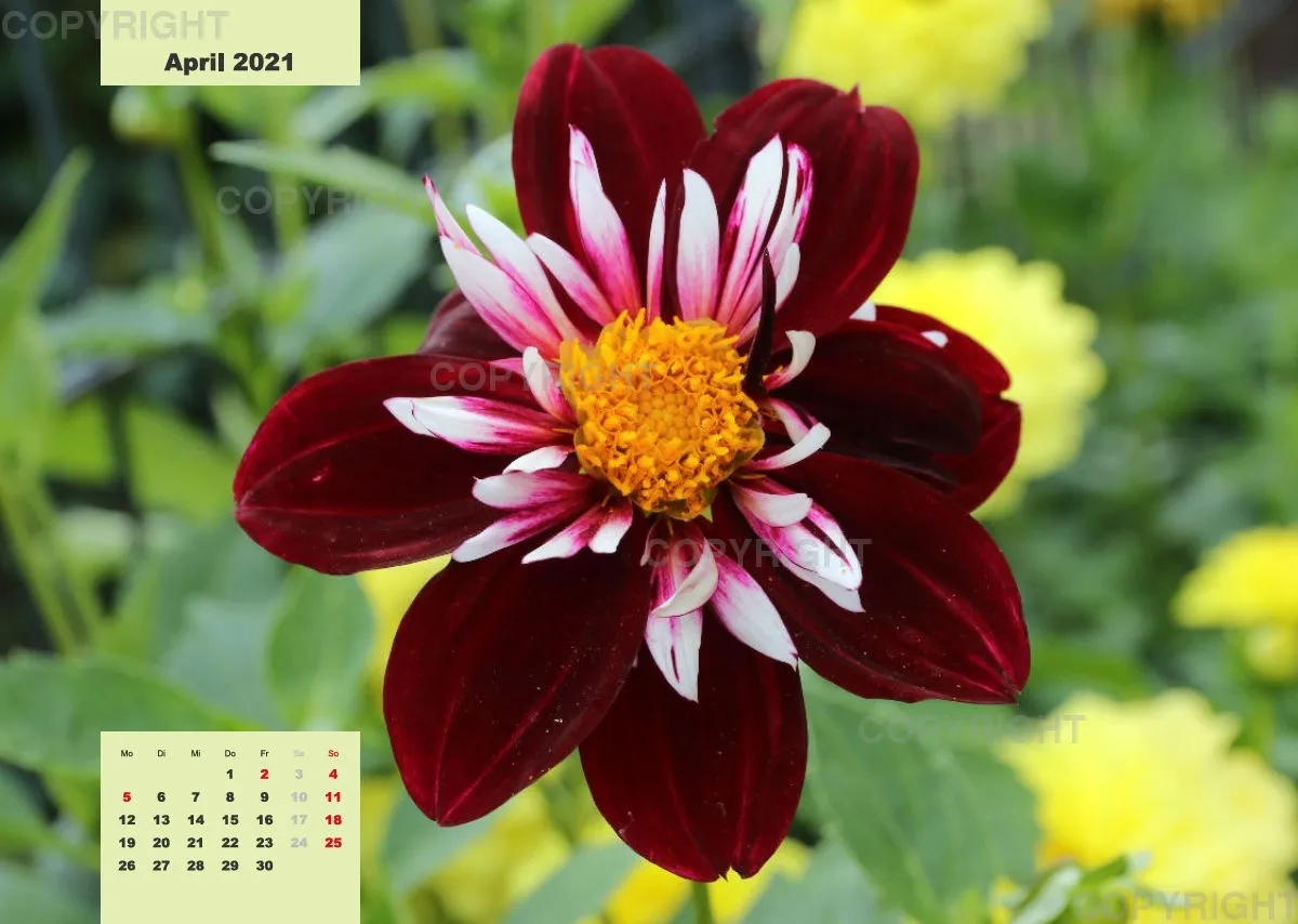 Dahlien 2021 (v4)
