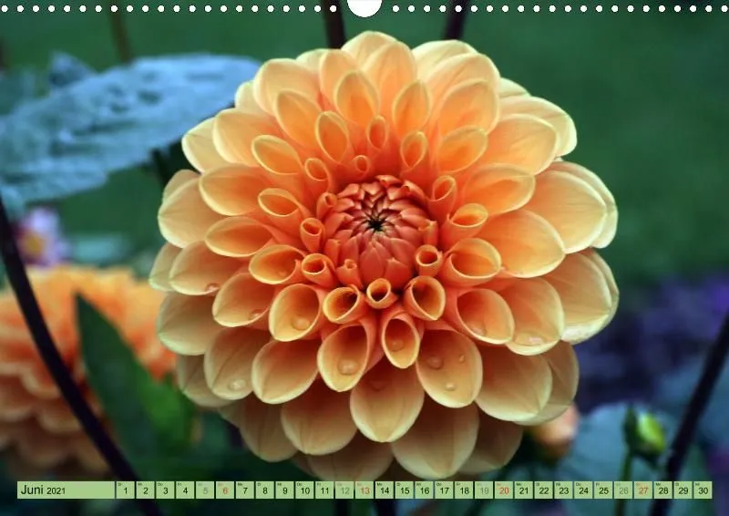 Dahlien 2021 (v5)