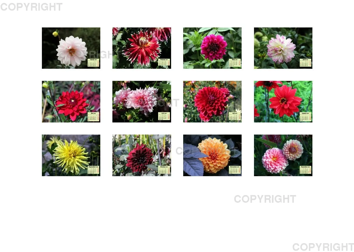 Dahlien 2021 (v3)