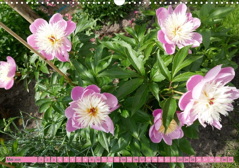 Blumen 2026