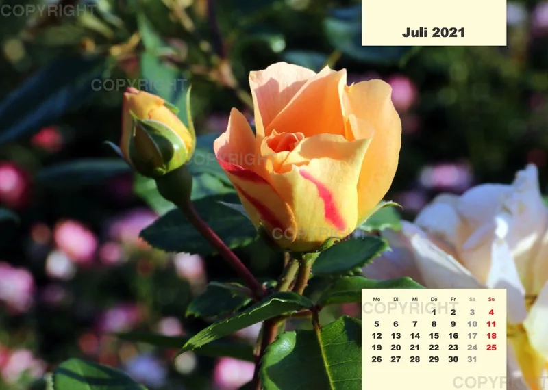 Rosen 2021 (v7 / A4)