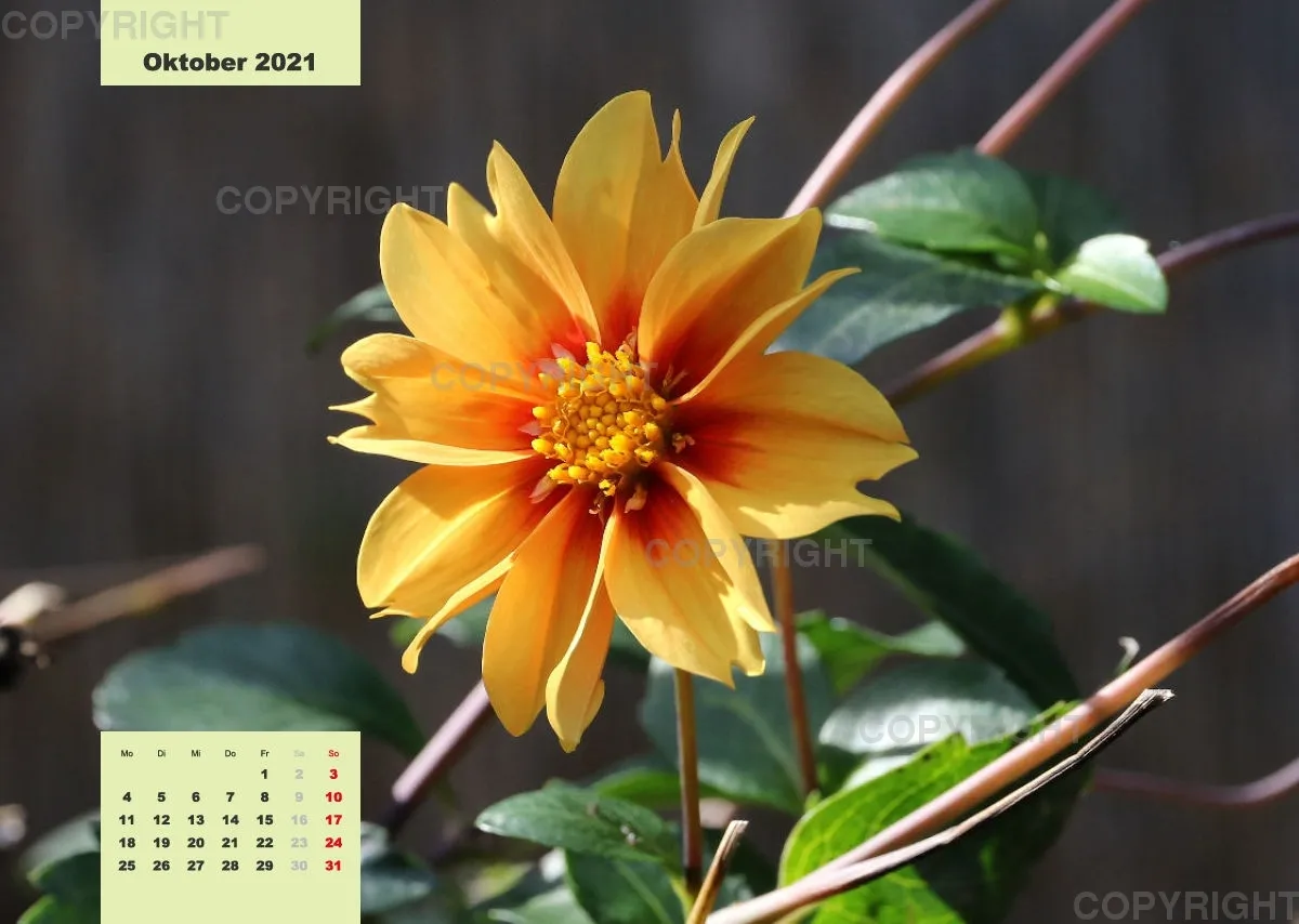 Dahlien 2021 (v4)