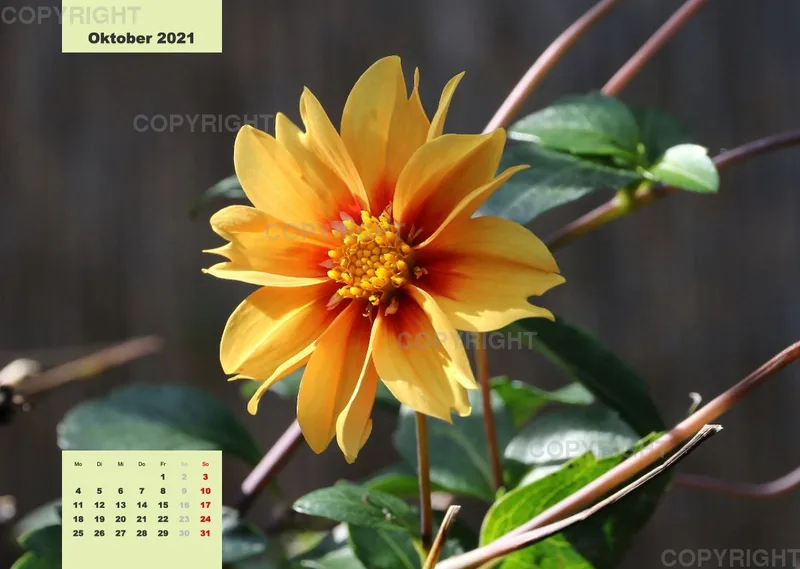 Dahlien 2021 (v4)