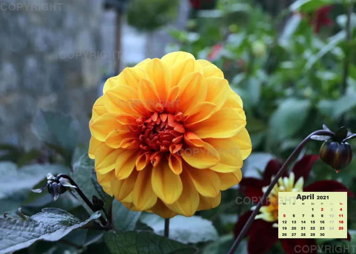 Dahlien 2021 (v2)