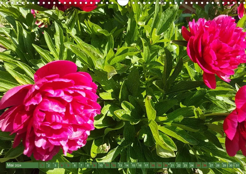 Blumen 2024