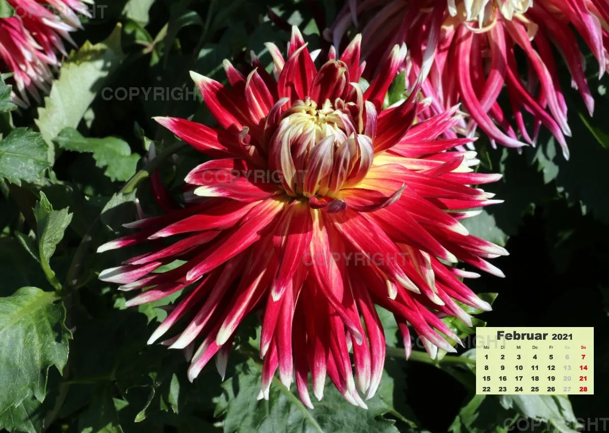 Dahlien 2021 (v3)