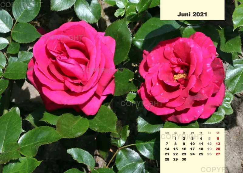 Rosen 2021 (v7 / A4)