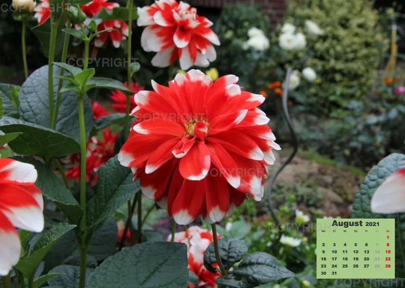 Dahlien 2021 (v1)