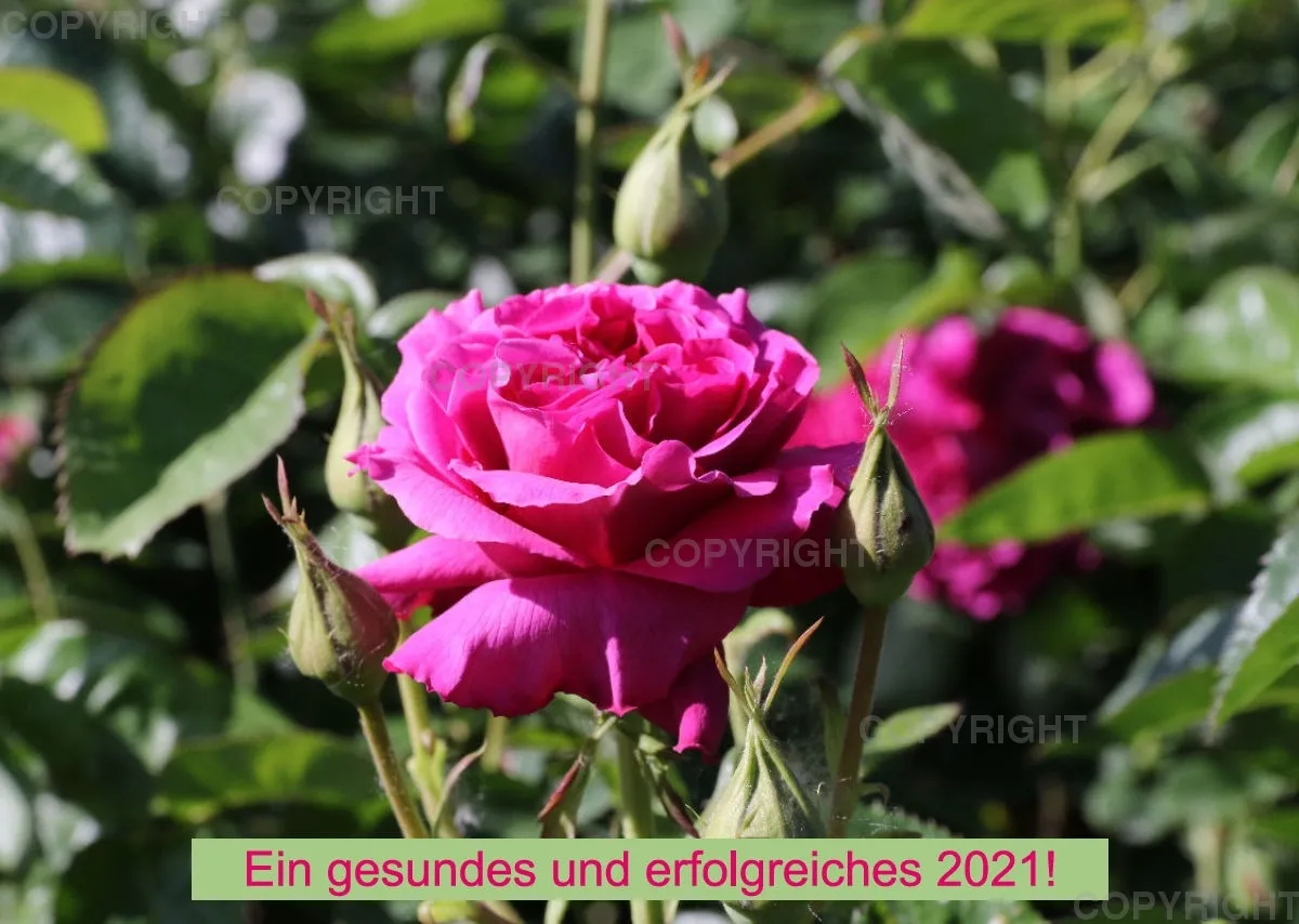 Rosen 2021 (v4)