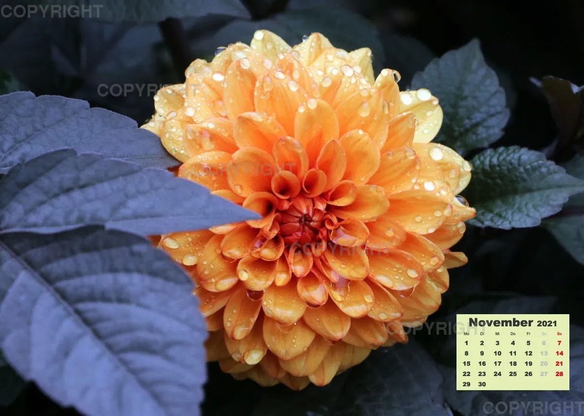 Dahlien 2021 (v3)