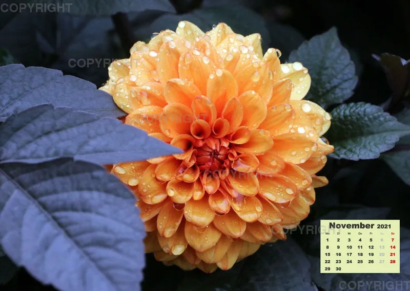 Dahlien 2021 (v3)