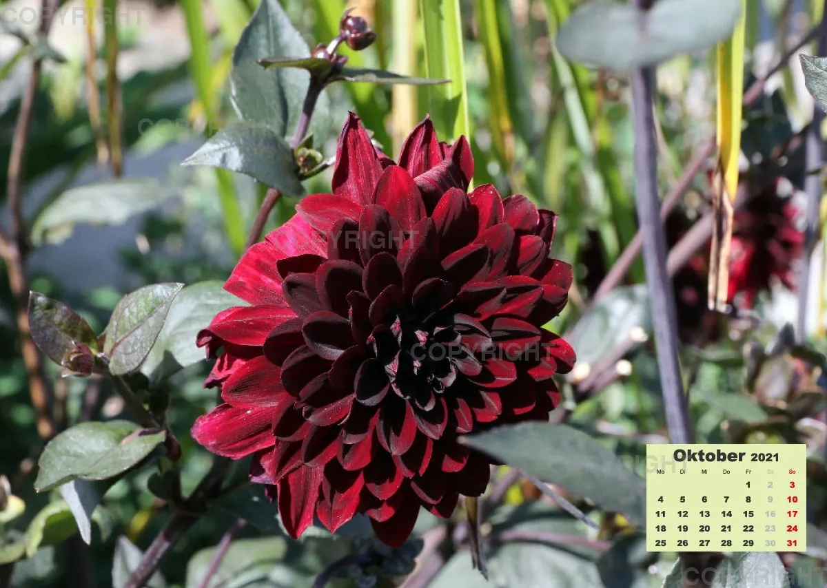 Dahlien 2021 (v3)