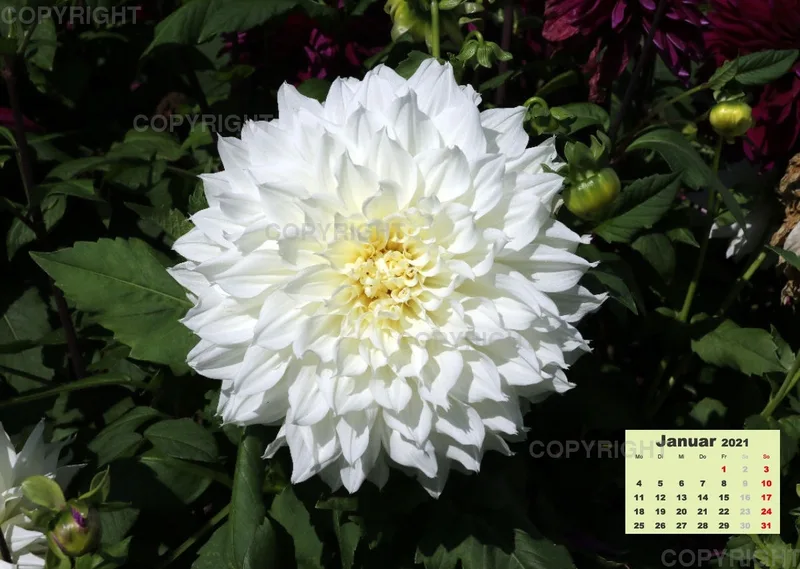 Dahlien 2021 (v2)