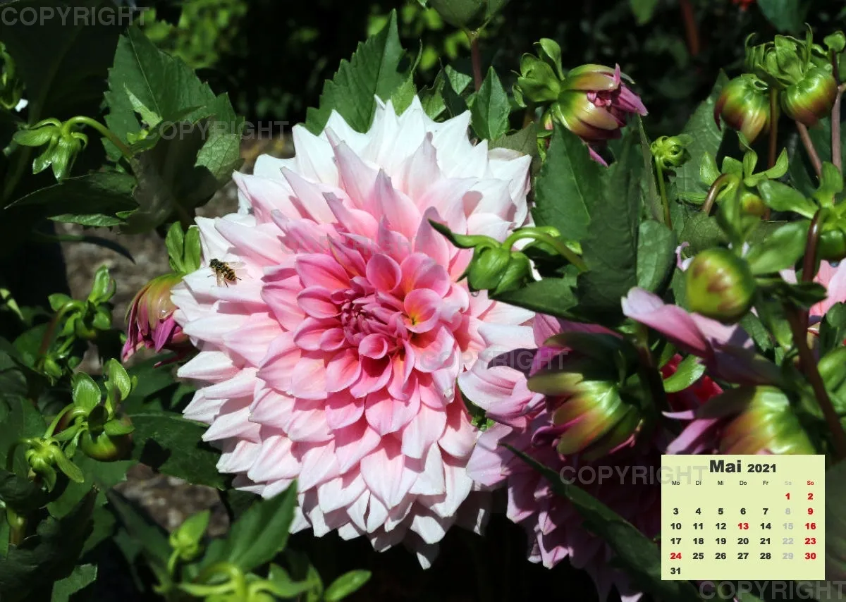 Dahlien 2021 (v2)