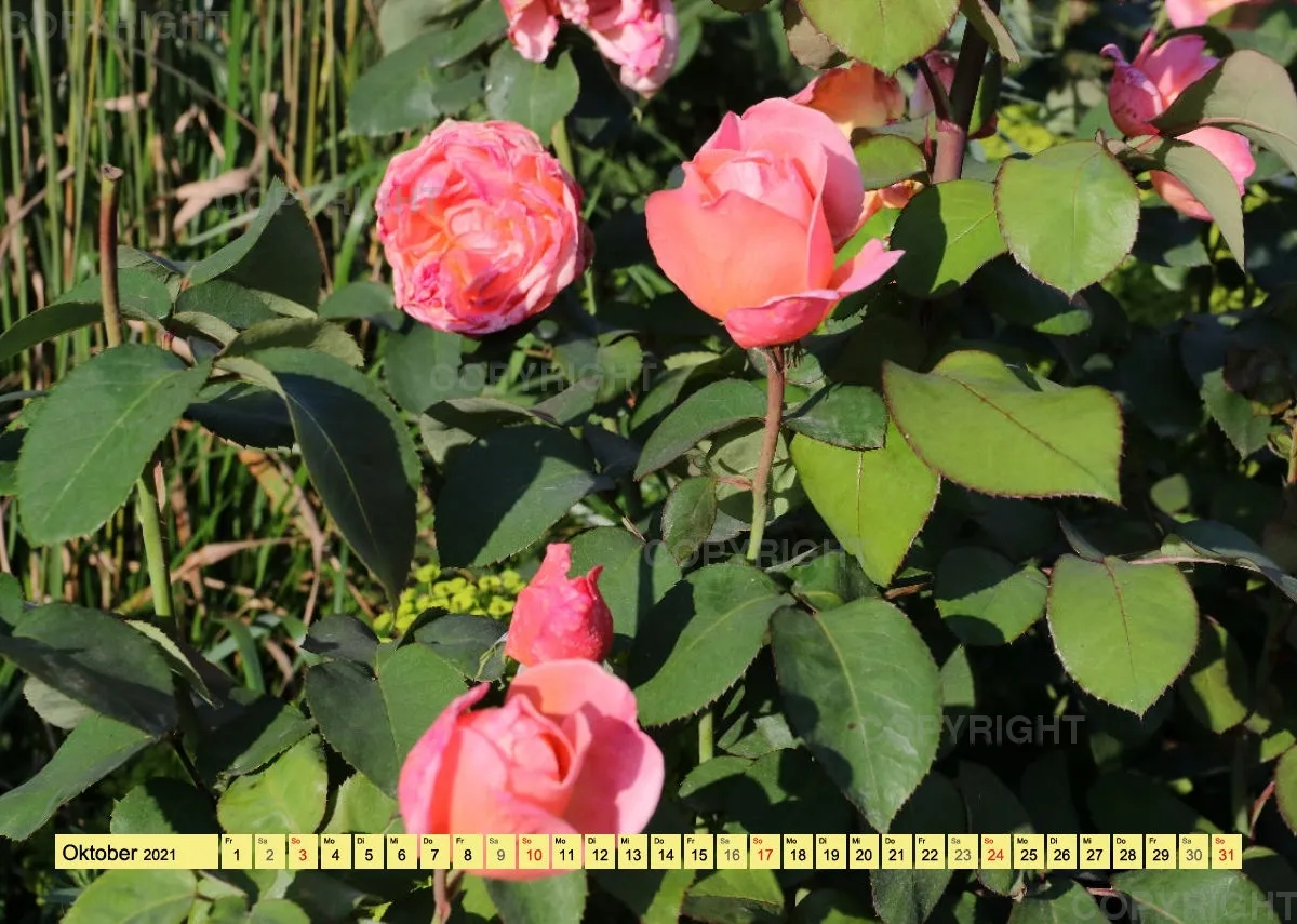 Rosen 2021 (v5 / A4)