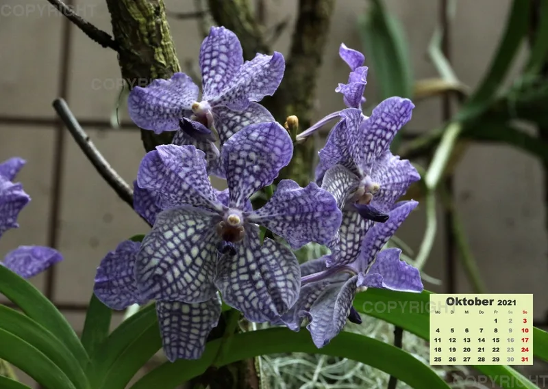 Orchideen 2021