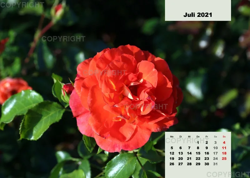 Rosen 2021 (v8 / A4)