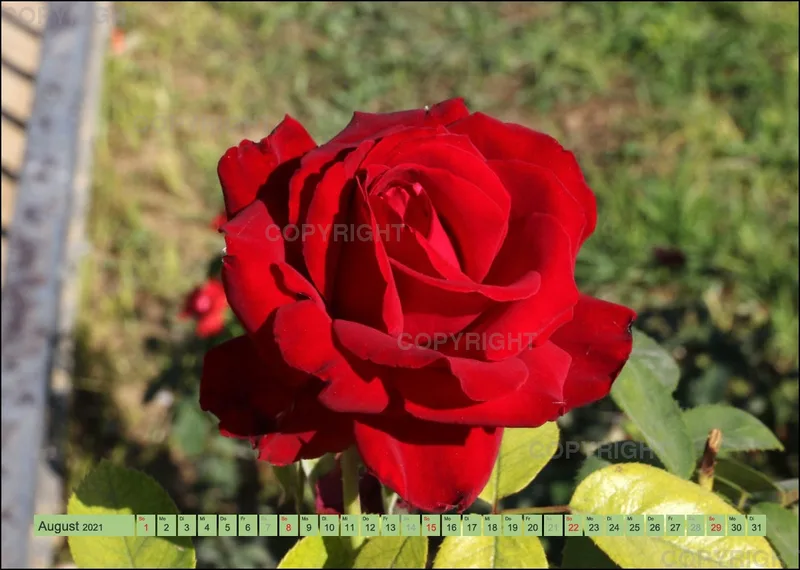 Rosen 2021 (v6 / A4)
