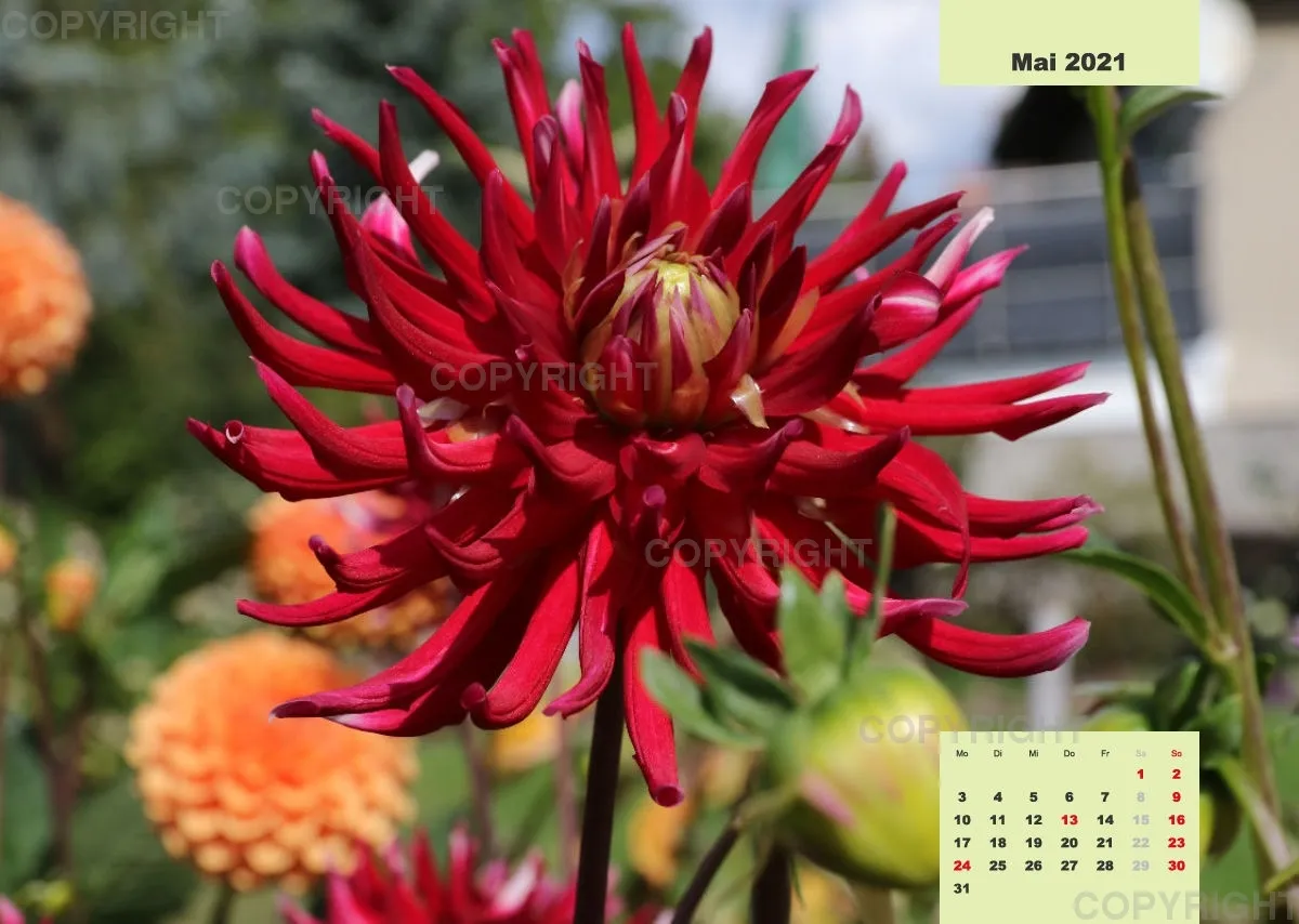 Dahlien 2021 (v4)