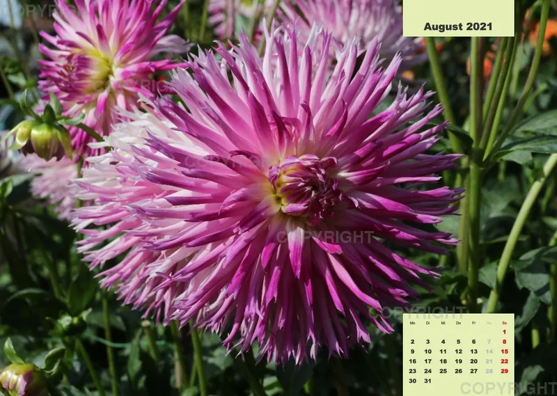 Dahlien 2021 (v4)
