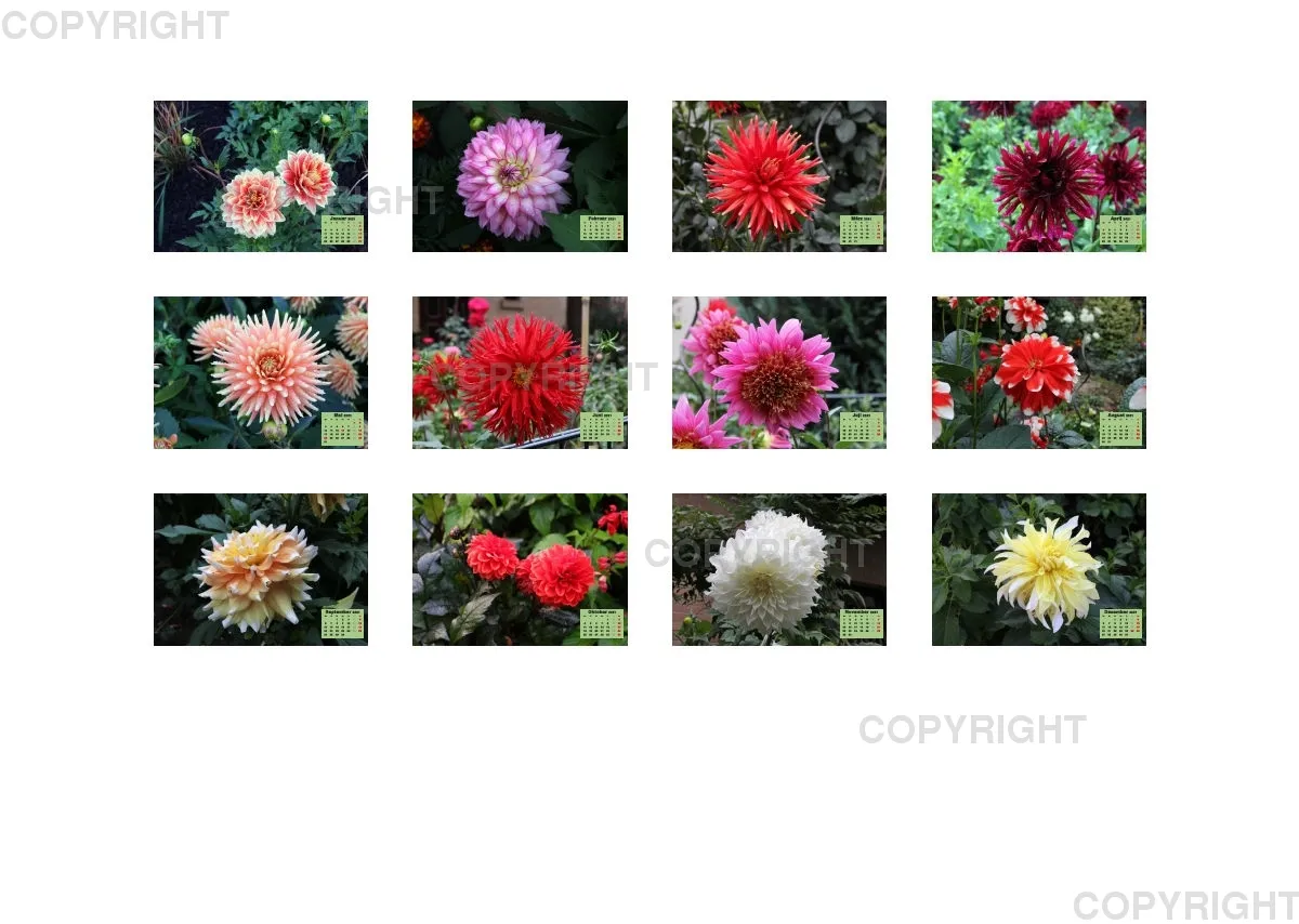 Dahlien 2021 (v1)