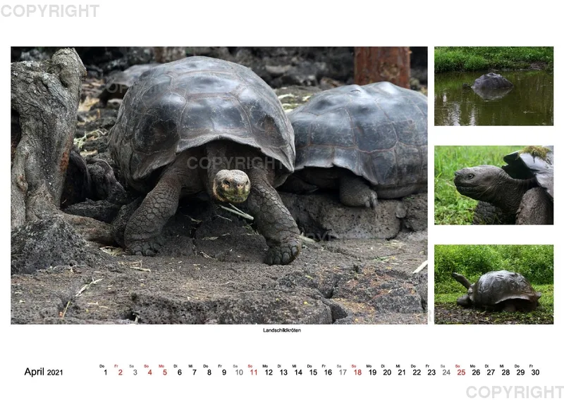 Galapagos 2021 (A2)