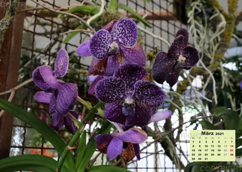 Orchideen 2021
