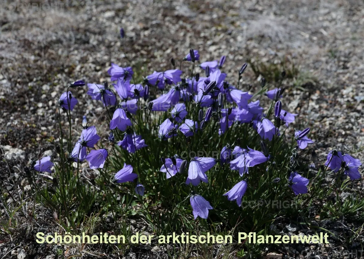 Arktische Pflanzen 2021