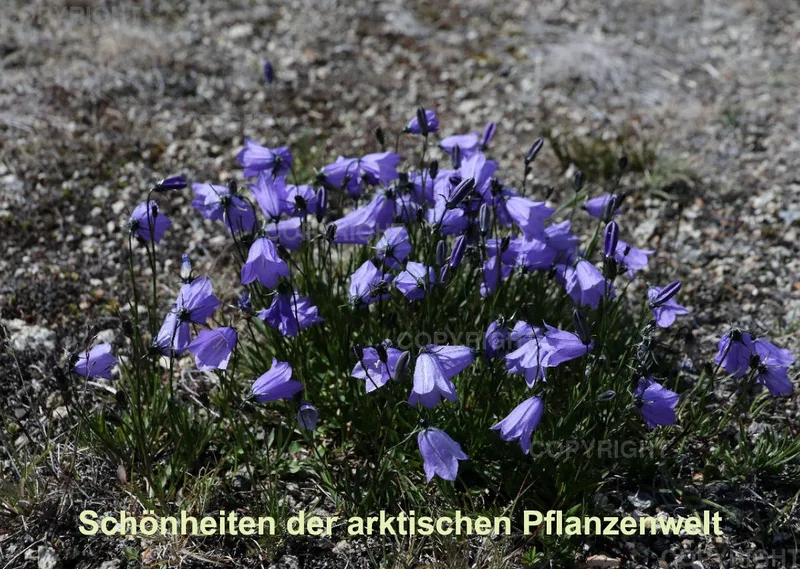 Arktische Pflanzen 2021