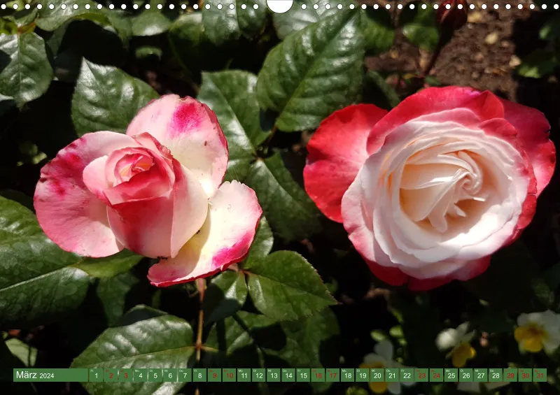 Blumen 2024