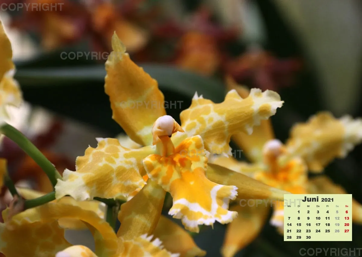 Orchideen 2021