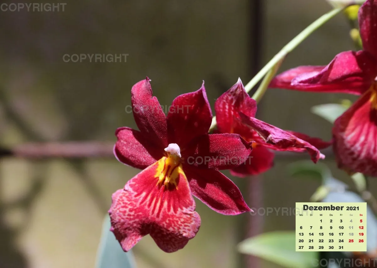 Orchideen 2021