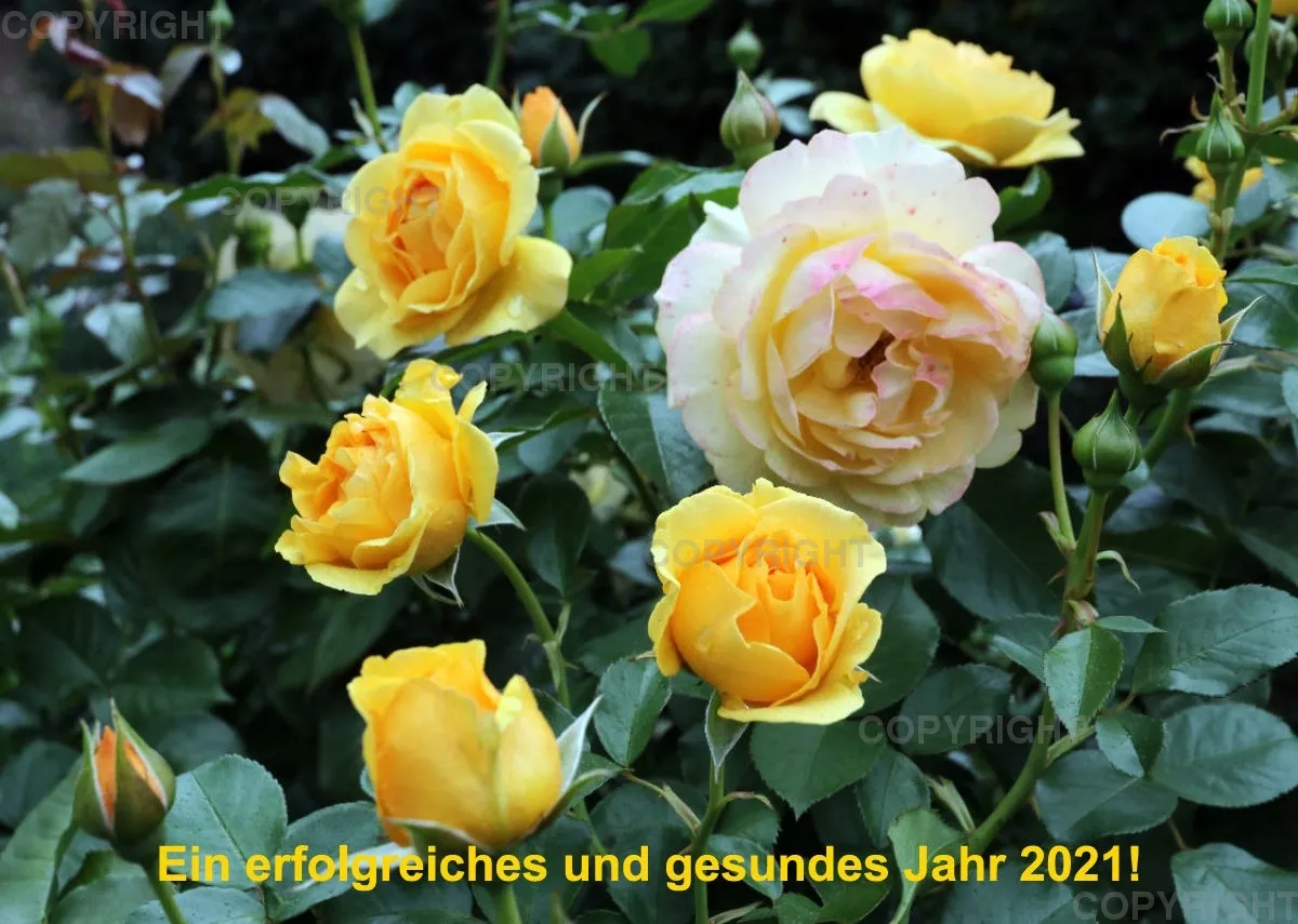 Rosen 2021 (v10 / A4)