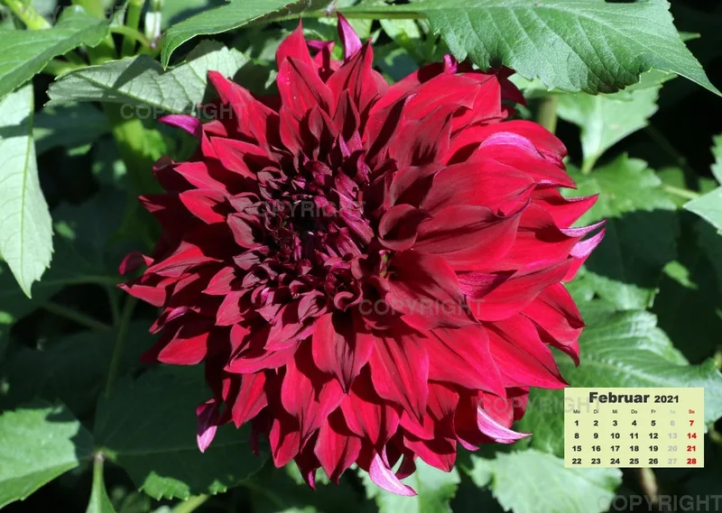 Dahlien 2021 (v2)