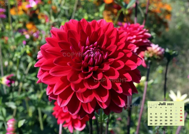 Dahlien 2021 (v3)