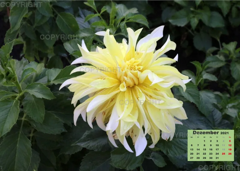 Dahlien 2021 (v1)