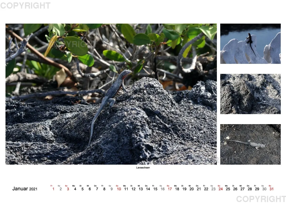Galapagos 2021 (A2)