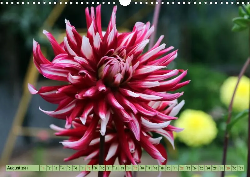 Dahlien 2021 (v5)