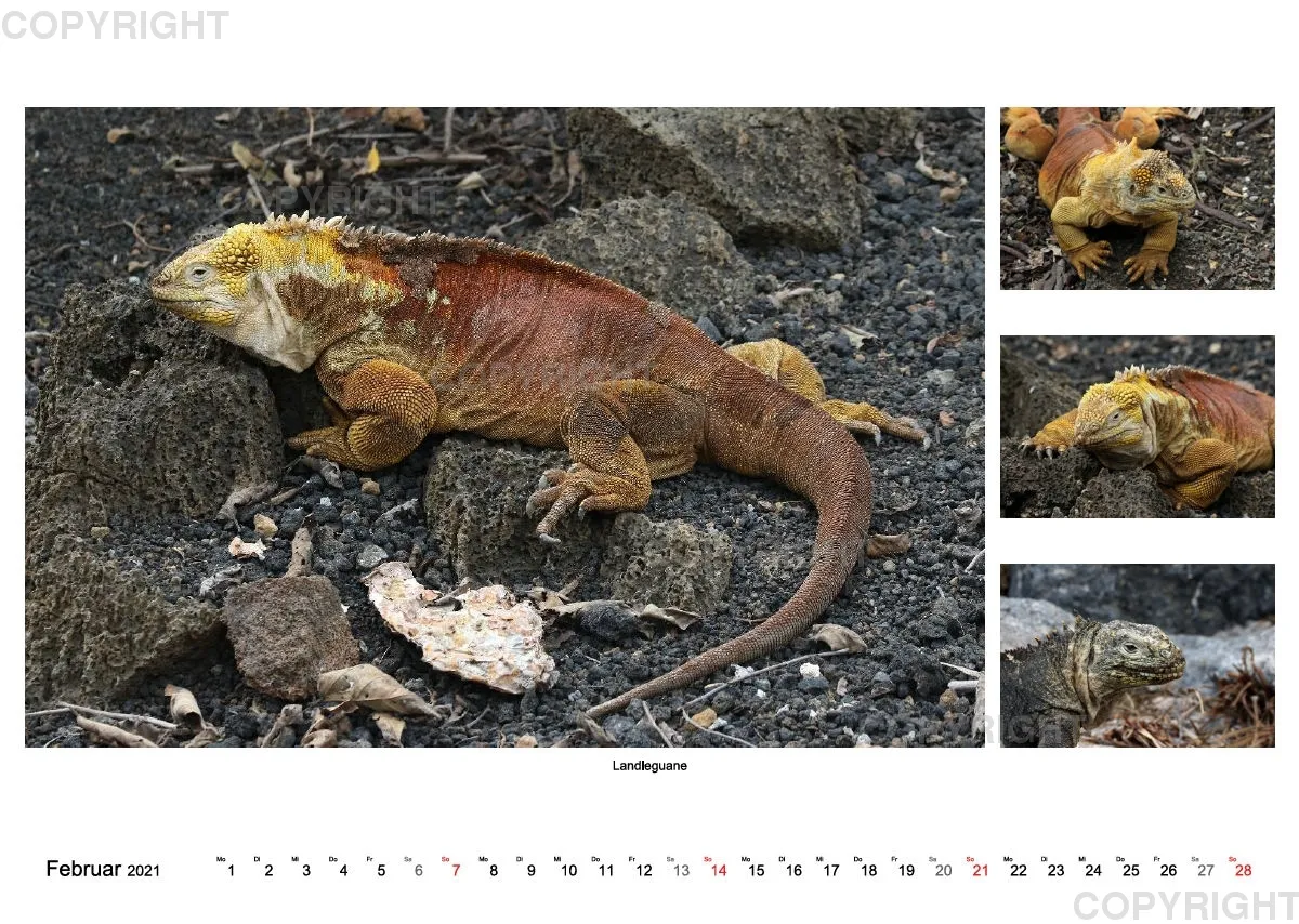 Galapagos 2021