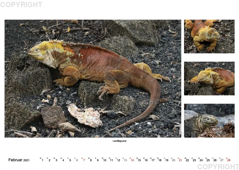 Galapagos 2021