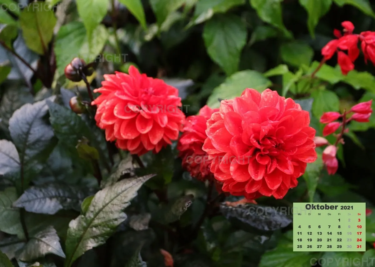 Dahlien 2021 (v1)