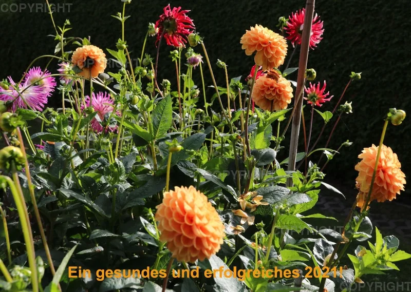 Dahlien 2021 (v4)