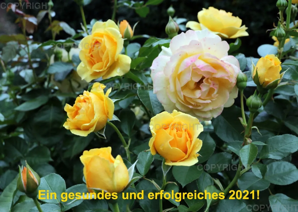 Rosen 2021 (v10)