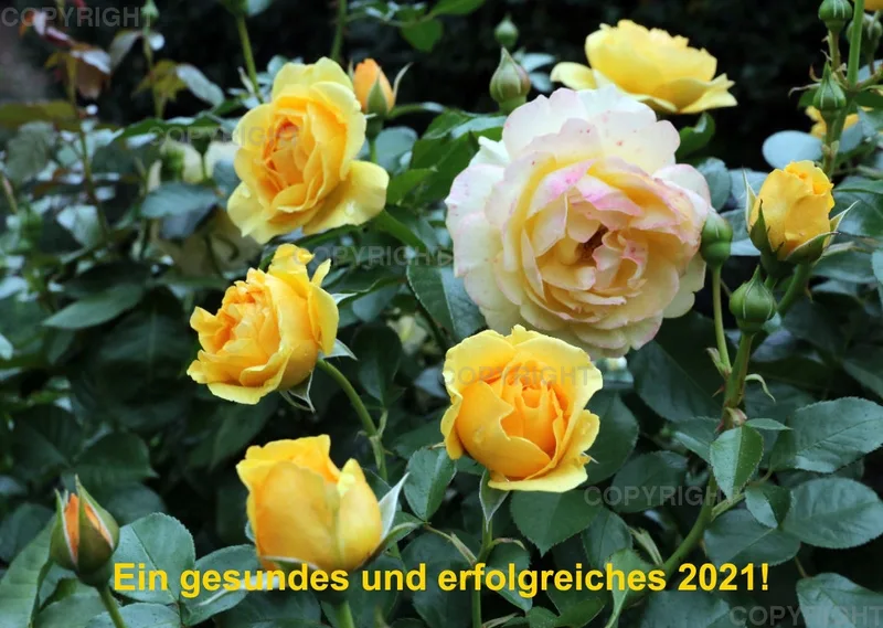 Rosen 2021 (v10)